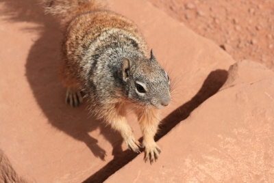 Ground Squirrel Grand Canyon 2008